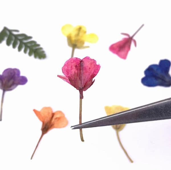 60pcs Pressed Dried Canola Flower Plants Herbarium For Epoxy Resin Jewelry Making Face Makeup Nail Art Craft DIY Y0104