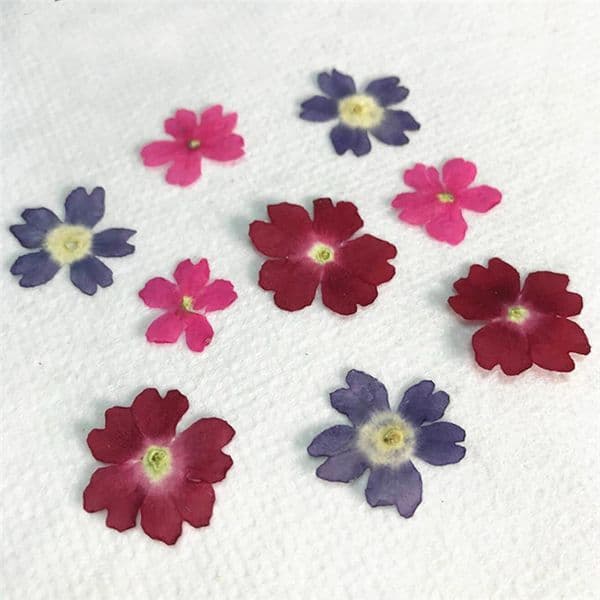 Original Color Verbena 2020 Handmade floral pressed flower for specimen wholesale free shipment 120 pcs Y1128