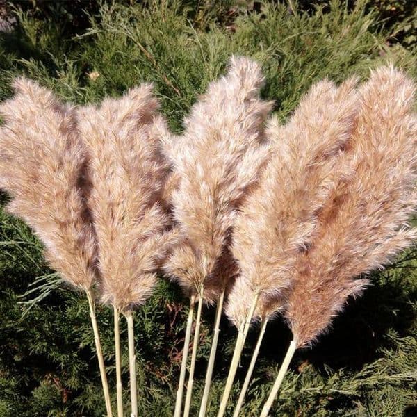 Stems Natural Dried Pampas Grass Tall Large Fluffy for Home Office Wedding Events Decoration Raw Color Plume Flower Bunch Small Real Reed Plant Ornaments