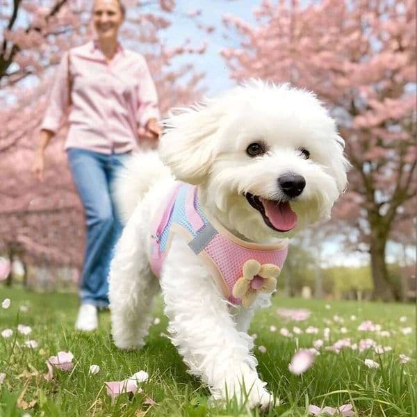 Mesh Small Dog Lead Walking Flower Outdoor Reflective Vest-style Color-blocked Breathable Pet Harness Leash 26H0111