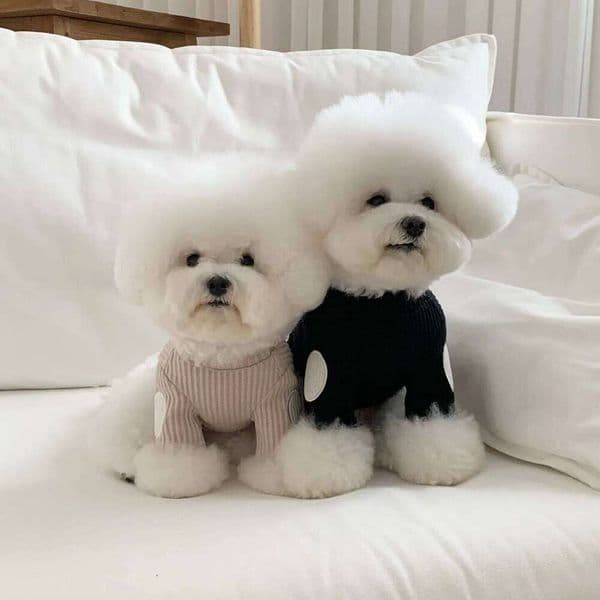 Pomeranian Two-Piece Bottoming Shirt Set Winter Warmth Clothes for Pet Dogs Yorkshire Terrier Patchwork Embroidered Vest 26Y0116