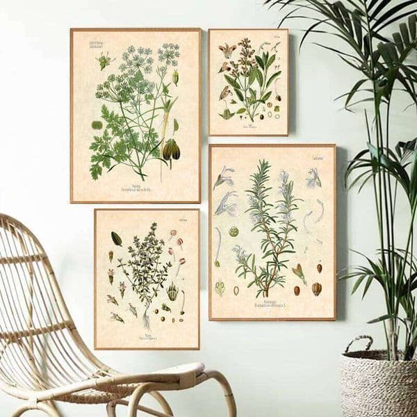 Spices Herbs Print Vintage Botanical Poster Parsley Sage Rosemary Thyme Culinary Wall Art Picture Canvas Painting Kitchen Decor 26Y0119