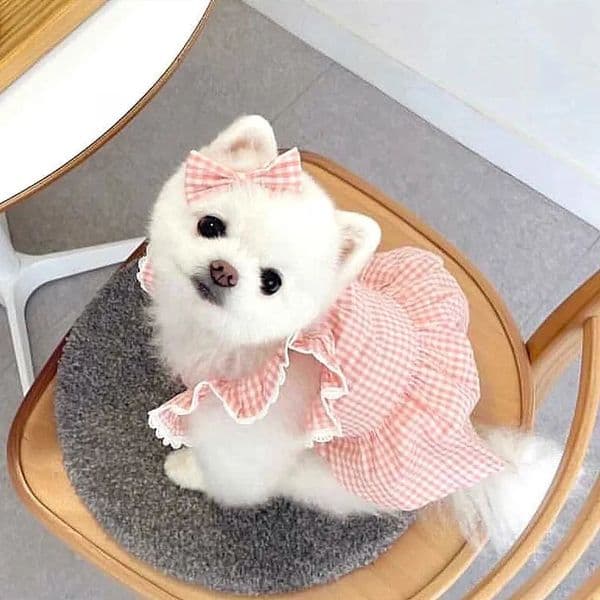 Spring/summer pet dog dress pink plaid lace soft and comfortable pet clothes suitable for cats and dogs 260121
