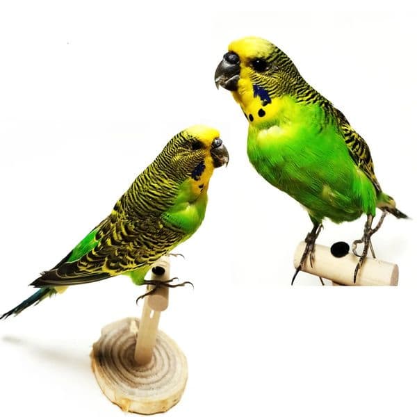 RealParrot Specimen Stuffing Melopsittacus Budgerigar Budgie Home Decoration Special Gifts 260305