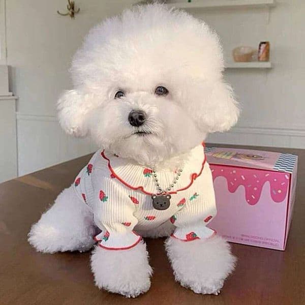 Strawberry Summer Breathable Cat Cute Clothing for Small Dog Vest Ruffled Collar Pet Clothes 26W0314