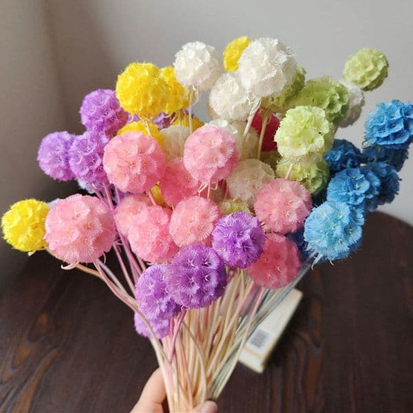 10 Stems Preserved Real Pine Worm Fruit Immortal Natural Flower DIY Floral Arrangement Home Wedding Decor Table Centerpiece Birthday Gifts for Women Mothers Day