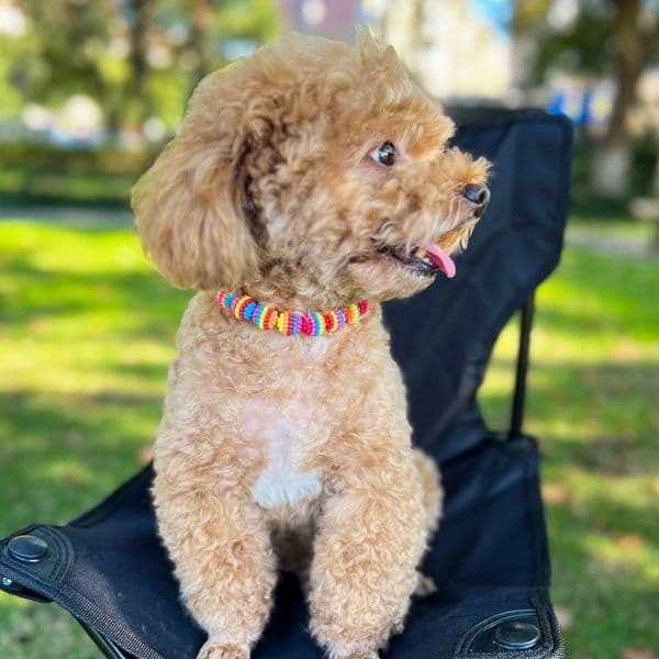 Comfortable pet accessories Rainbow-colored pearl dog collar Pearl Dog Chain 22790