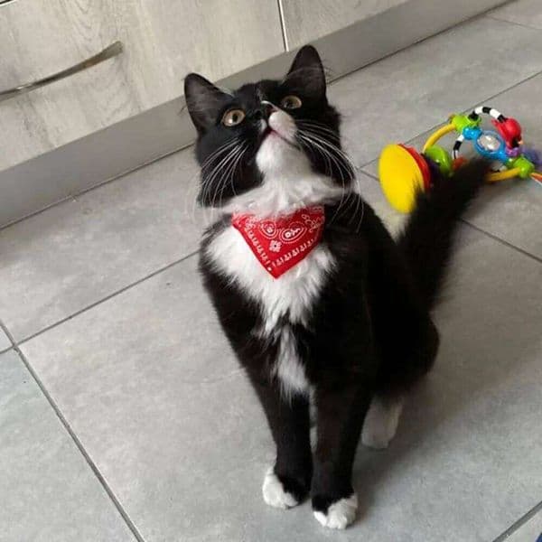 Adjustable Pet Puppy Cat Bandana Neck Scarf For Small Dogs Kitten Saliva Towel PU Collar with Triangular Bandage 26W0508