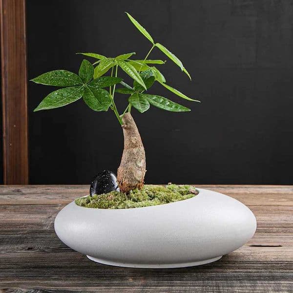 Large-caliber ceramic flowerpot plant micro-landscape potted plant in the office balcony ceramic breathable flowerpot tree pot L260516