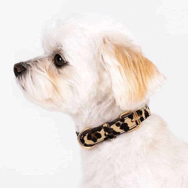 Fashionable Print PU Leather Wear Resistant Leopard Dog Walking Pet Collar Small Medium Dogs W260526