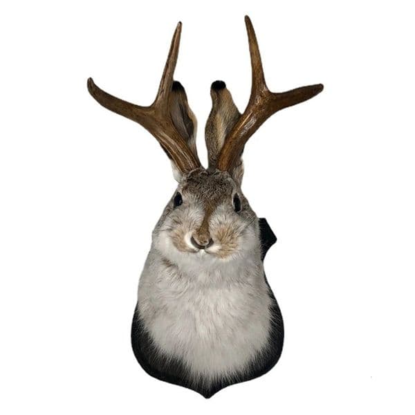 Indoor Bedroom Sculpture Bunny Head Antlers Wall Hanging Decoration Jackalope Decor Animal Wall Mount for Home Wall Decoration 260525