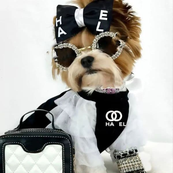 Luxury Designer With White cat Lace Clothes Summer Schnauzer T-Shirts Soft Elastic Breathable Puppy Shirts For Small Dog Medium Cats Black XXS dog Free Shippi