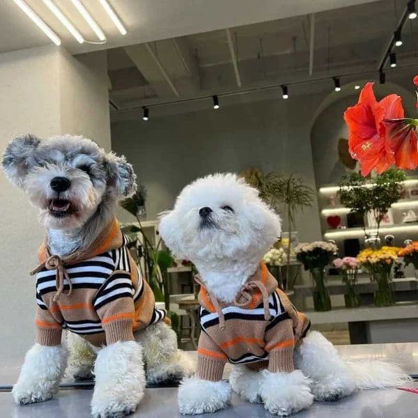 ic Striped Design Hooded Pet Sweater Warm and Comfortable Pet Pullover H260420