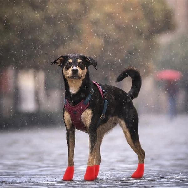 4Pcs Protective Dog Rain Shoes Non-Slip Lightweight Waterproof Dog Boots for Outdoor Walking Jogging Non-Slip Puppy Shoes 260127BJ
