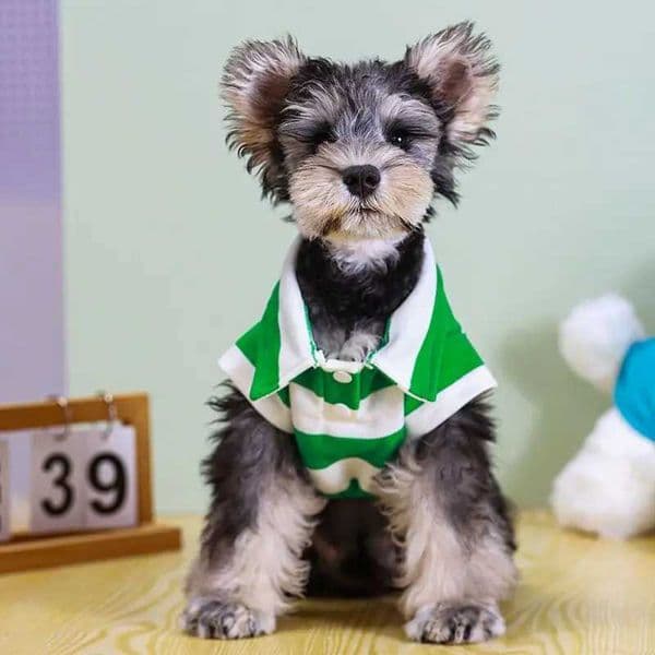 Dog Polo Shirt Summer Pet Clothes Cotton Striped Dog Vest Thin Hoodies Cat Vests Chihuahu Bichon Dog Clothing Puppy Undershirt L260528