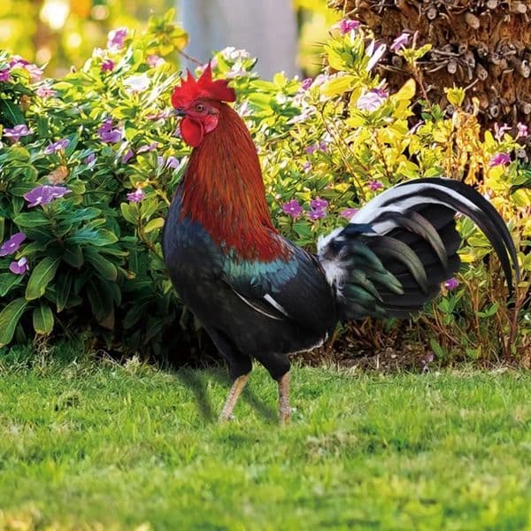 Yard Decor Decorations Acrylic Rooster Ornament landscape Lifelike Vibrant Color Outdoor Yard Decor - Ecofriendly Chicken Statue For Garden Garden Ornament 66