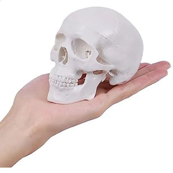 Mini Human Skull Model 3 Parts Anatomical Skull Model With Removable Skull Cap And Articulated Mandible White 260525