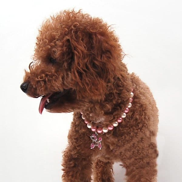 Pet collar, cat necklace, pearl jewelry, dog pendant e-commerce