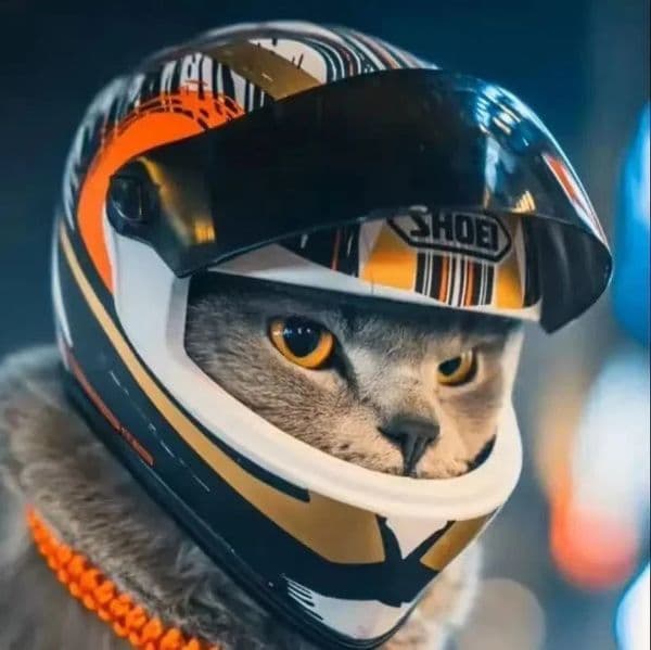 Pet motorcycle helmet dog puppy mini full face outdoor pet hard hat 240929