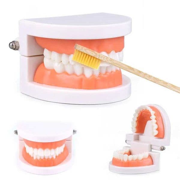 White Tooth Veneer Teeth Model Toy Dental Standard Oral Model Dentistry Teaching Kindergarten Demonstration Brushing Tteeth Tool Y240827