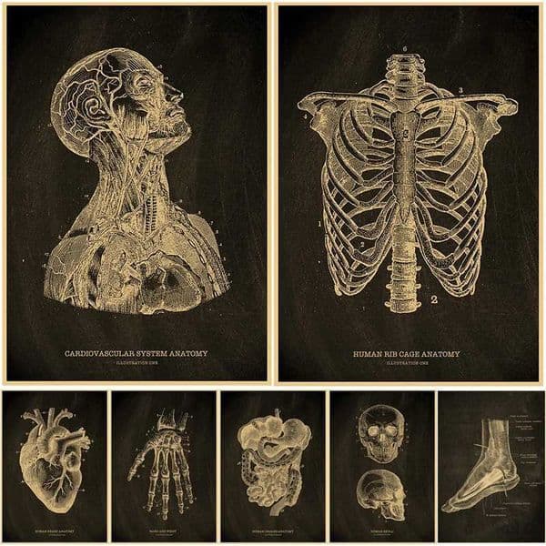 Nostalgic Posters Anatomy Chalkboard Poster Prints Body Parts Heart Hand Foot Drawing Vintage Home Room Art Wall Decor PaintingXJ2411216