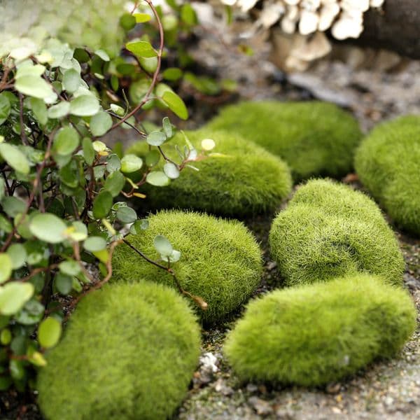 Simulation fake Moss Moss fake stone flocking stone fake lawn micro landscape fleshy DIY decorative accessories