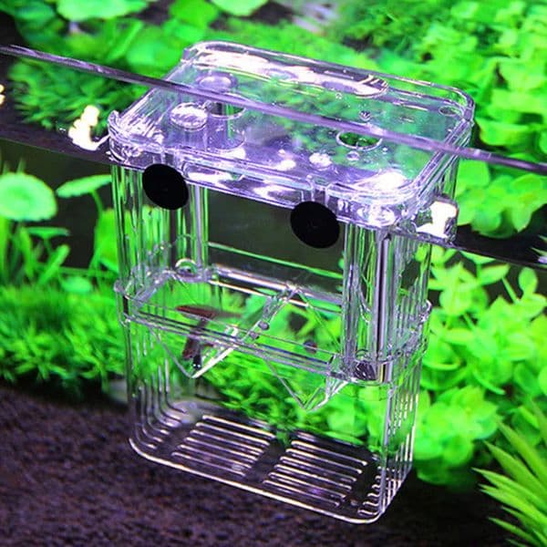 Multifunctional Fish Aquarium Fish Breeding Isolation Box High Clear Aquarium Breeder Fish Double Guppies Hatching Incubator 240723