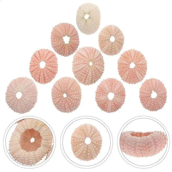 10pcs Sea Succulent Wedding Decorers Air Shells Beach Urchins Succulent Decorations Aquarium DIY Crafts Ocean Gift 240724