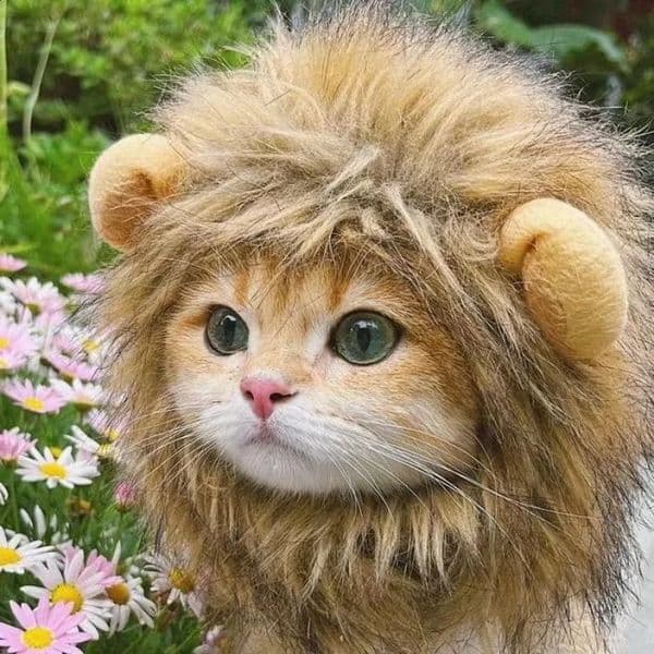 Cute Funny Pets Clothes Cap Cute Cat Wig Lion Mane Costume Cosplay Kitten Dog Hat with Ears Fancy Party Supplies 240724