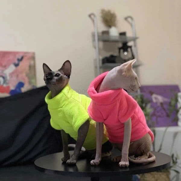 Winter Comfortable Sphynx Cat Clothes Cat Hoodie Coat for Pet Clothing Cute Apparel Hairless Cat Shirt Pet SupplierB270726