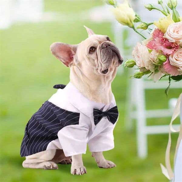 Pet Clothes Dog Shirt Dog Tuxedo Bow Tie Shirt For Boy Dog Wedding Party Bulldog Pug Puppy Costume Pet Teddy Summer Thin OutfitXJ240731