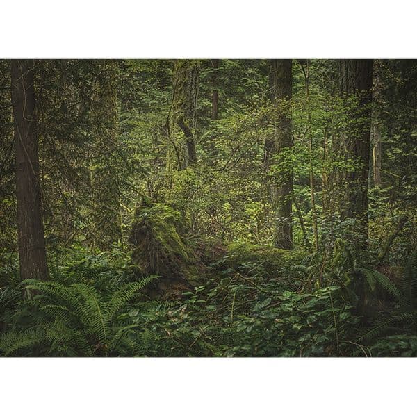 Tropical Forest Green Trees Plants Leaves Vinyl Photography Backdrops Props Natural Scenery Photo Studio Background 21901REL-02