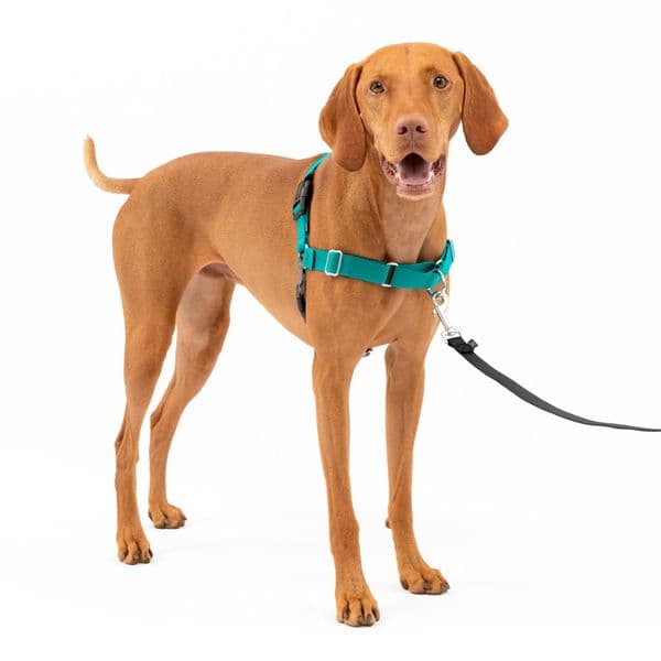 dog leash Dog Collar Designer Petsafe Easy Walk Dog Harness, Medium, Teal Harness