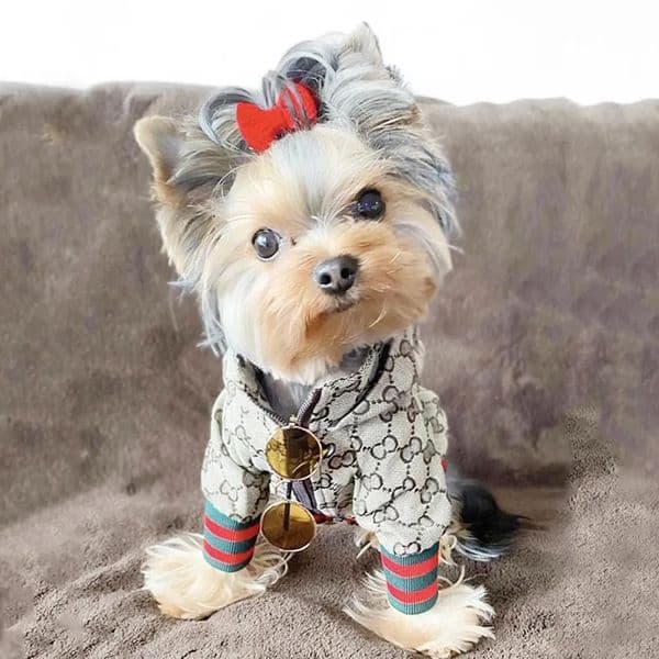 Luxury Brand Designer Letters Printed Dog Apparel Fashion Cowboy Denim Hoodies Cats Dogs Animals Jackets Outdoor Casual Sports Pets Coats Clothes Accessories