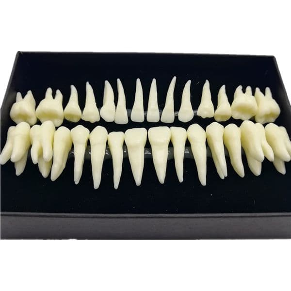28pcs/32pcs Dental Model Teeth Teaching Model Resin Permanent Tooth Models With Root Teeth Model For Studying Dentistry Products