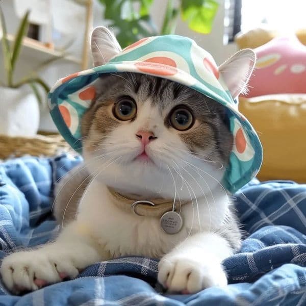 Cute cat and dog hat with exposed ears summer pet sun German fisherman 240930