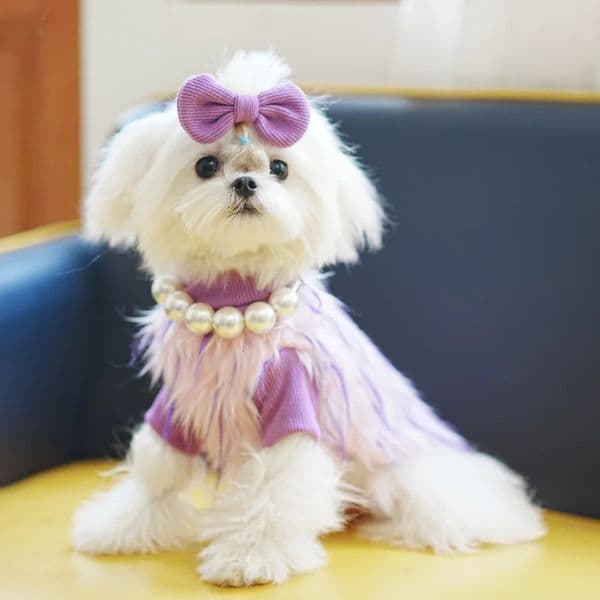 winter pet fur clothing princess vest dog sweater warm dog clothing cat and puppy Malta Yorkshire patchwork two pieces 241024