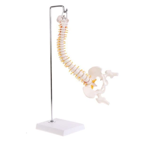Other Office School Supplies 45cm flexible human spine lumbar curve anatomical model 230130