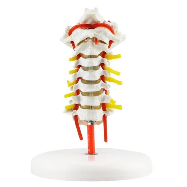 Other Office School Supplies Human Anatomical Model Cervical Vertebra Spine with Neck Artery Occipital Bone Disc and Nerve 230703