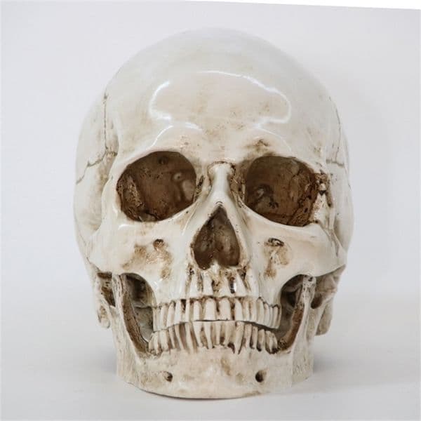 Decorative Objects Figurines 1Pcs/Pack Statues Sculptures Skull Model Size 1 1 Decorative Crafts Life Replica High Quality Halloween Home Decor Resin 220827