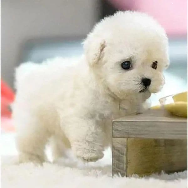 Electronic Simulation Pet Dog Toy Walking Interactive Dog Plush Doll Toys Vibrating Automatic Moving Electric Puppy Gift For Kid 250114