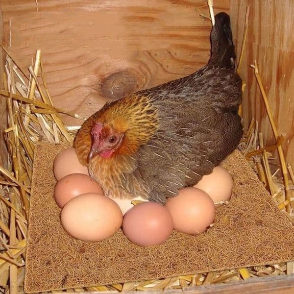 6Pcs Practical Coconut Coir Chicken Hatch Pads Square Dry Hens Bedding Mat Reusable Freeze-proof Reptile Box Mat Farm