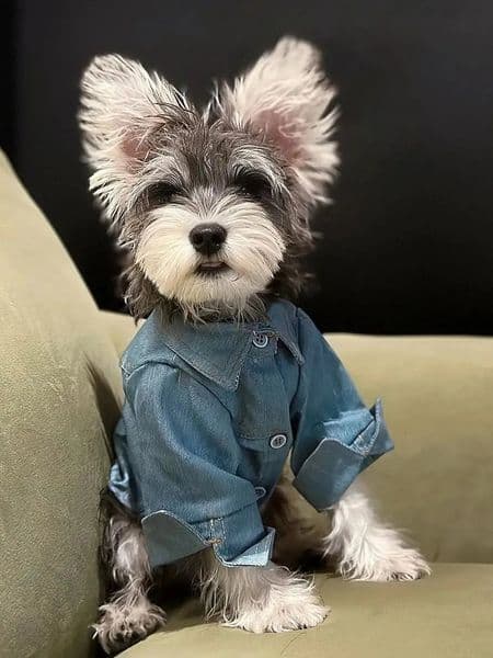 Cowboy Dog Shirt Spring/Autumn Handsome Pet Shirt Small Teddy Bear Shirena Fashion Dog Coat Dog Spring Clothing Pet Set 250318BJ