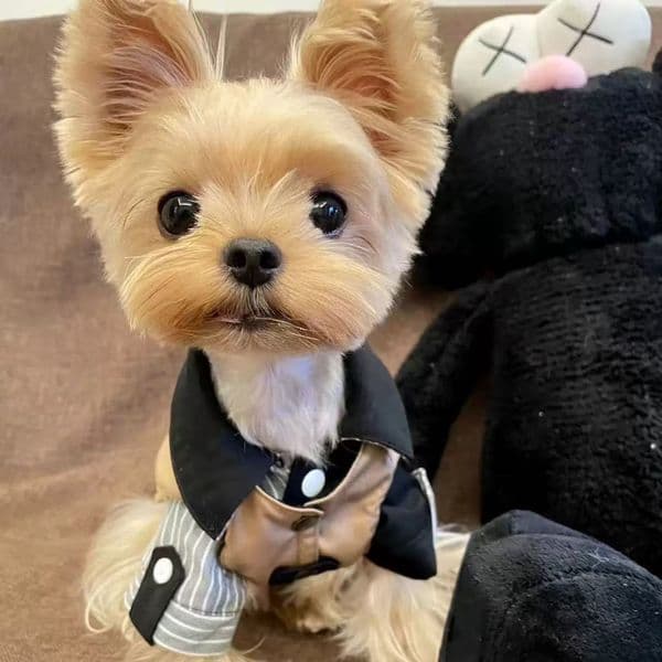 Luxury Designer T00212 Dog Clothes Spring And Summer cat Japanese Workwear Vest Pet Traction Schnauzer dog Bichon Shiba Inu Trendy Work Jacket Free Shipping