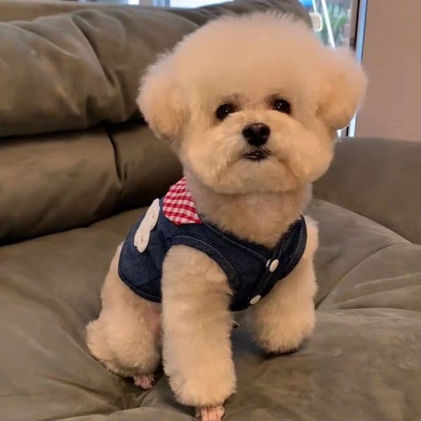 T730 Pullable dog clothes summer clothes small dog Teddy Bichon Pomeranian cat Korean cute ins summer vest
