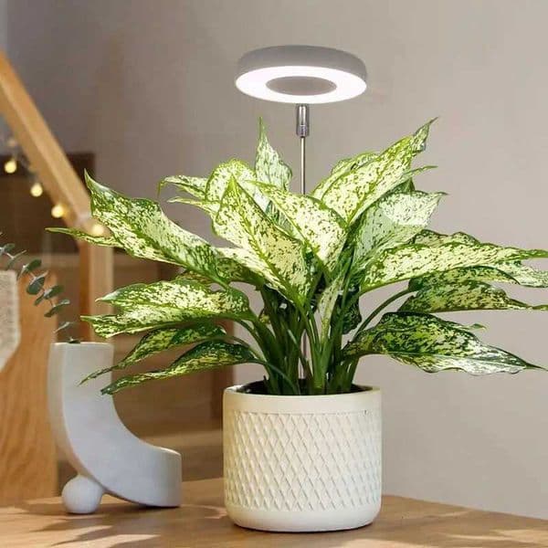 Plant Lights for Indoor Growing Sun Simulation Fill Lamp for Flower LED Full Spectrum Grow Lights for Indoor Plants with 360 W250524