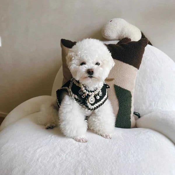 2026 New Classic perfume Luxury Color Camellia Decoration Pet Harness Set For Cats Dogs Rabbit cologne M251202 Free Shipping