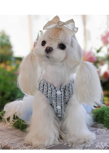 Autumn and winter new dog clothes, Malzis small fragrant cake skirt, Bomei merged small dog skirt