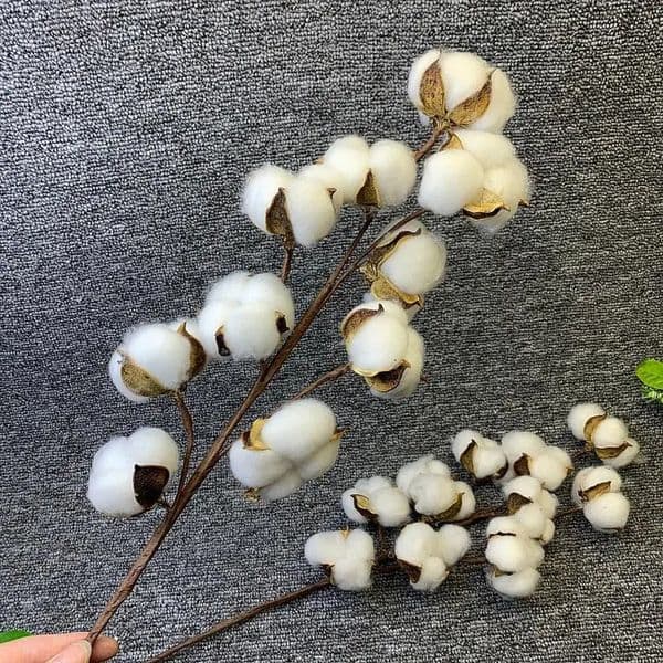 Artificial Dried Cotton Flowers White Flower Branch For Wedding Party Decoration Flower Home Flower Decor Eucalyptus Leaves 251225BJ