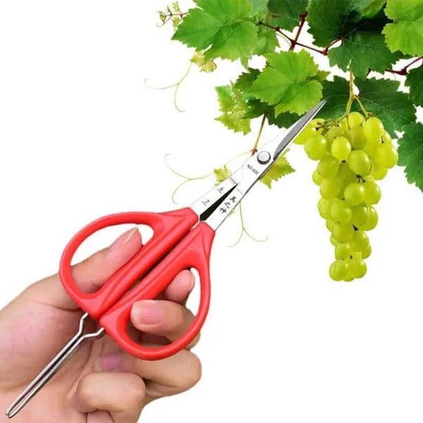 Grape Scissors Pruning Shears W/ Tweezers Garden Tool Vegetable Patch Bonsai Professional Stainless Steel Fruit Picking XJ250731